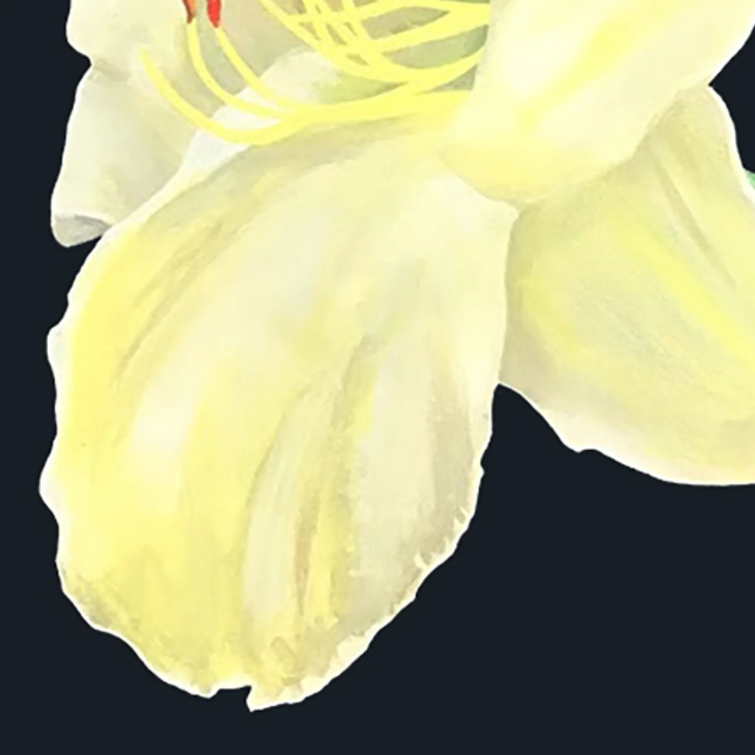 CHARLES PACHTER "DAY LILY, GRANGE PARK" ACRYLIC ON CANVAS, 2021 - Image 5