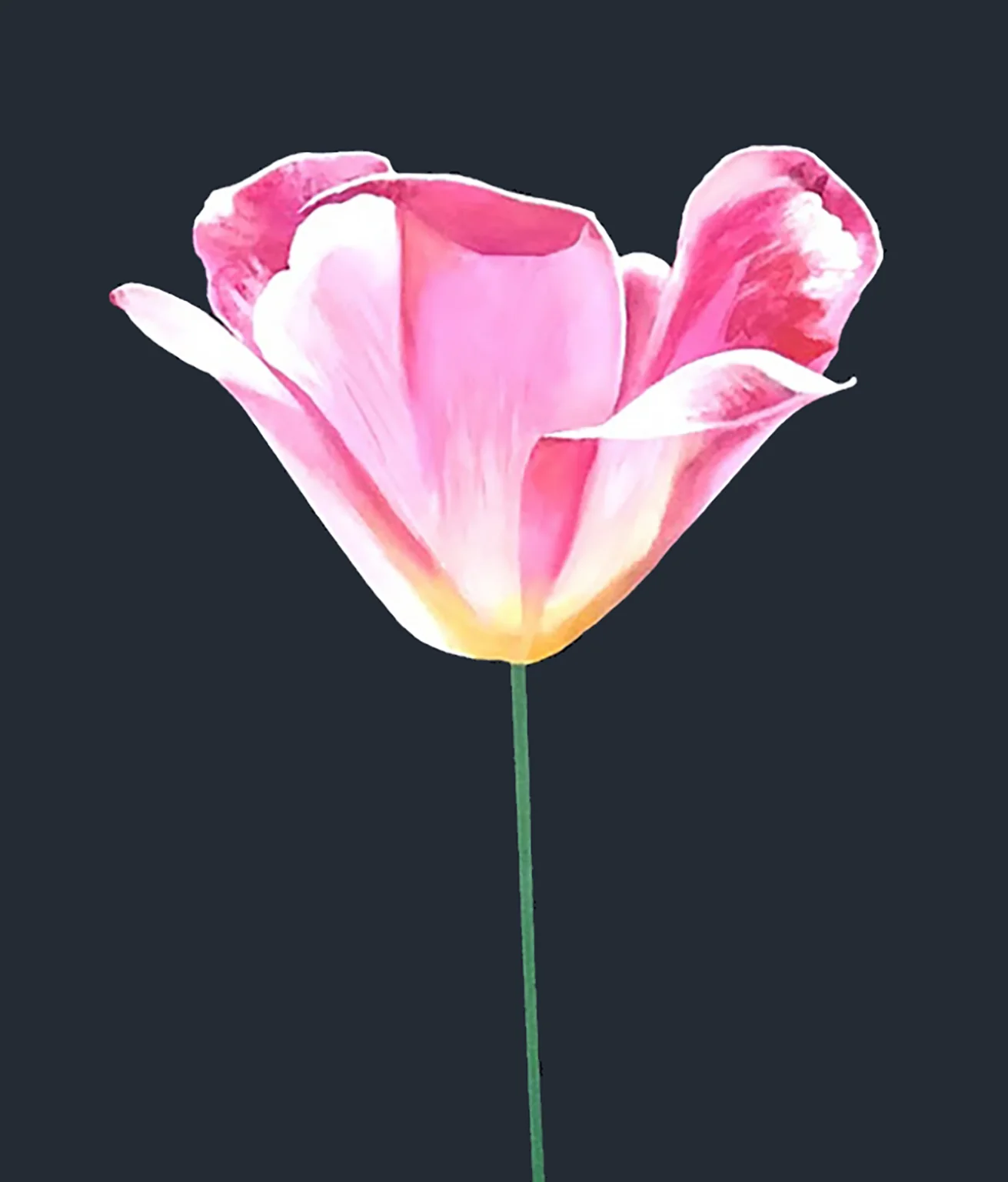 CHARLES PACHTER "PINK TULIP" ACRYLIC ON CANVAS, 2021