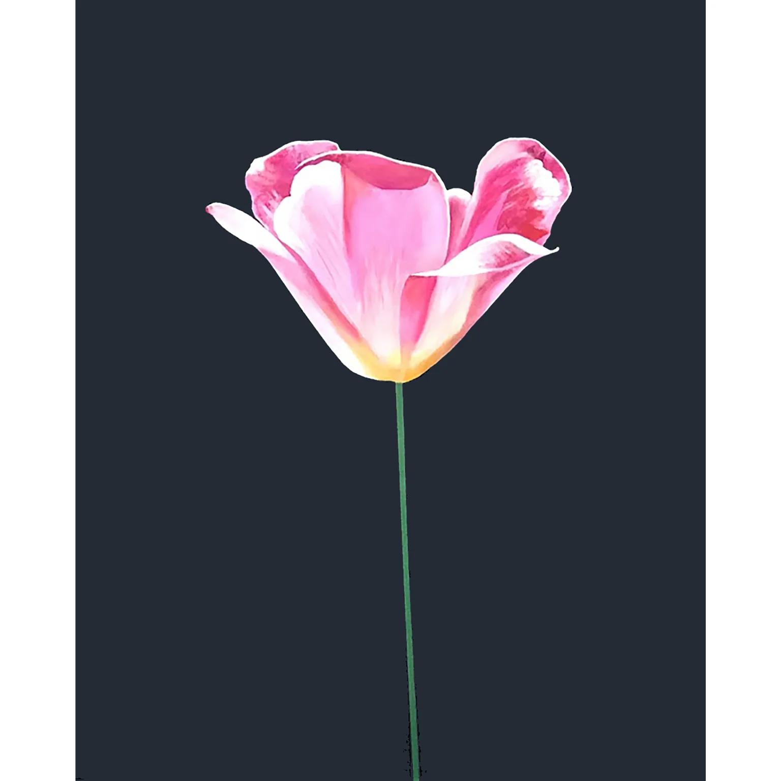CHARLES PACHTER "PINK TULIP" ACRYLIC ON CANVAS, 2021 - Image 2