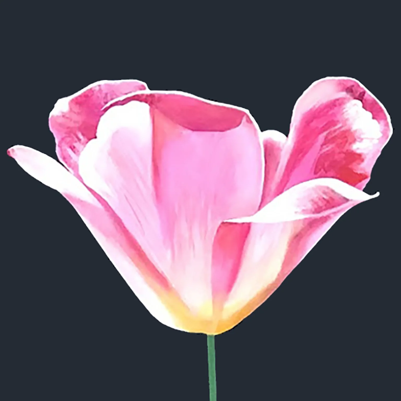 CHARLES PACHTER "PINK TULIP" ACRYLIC ON CANVAS, 2021 - Image 3
