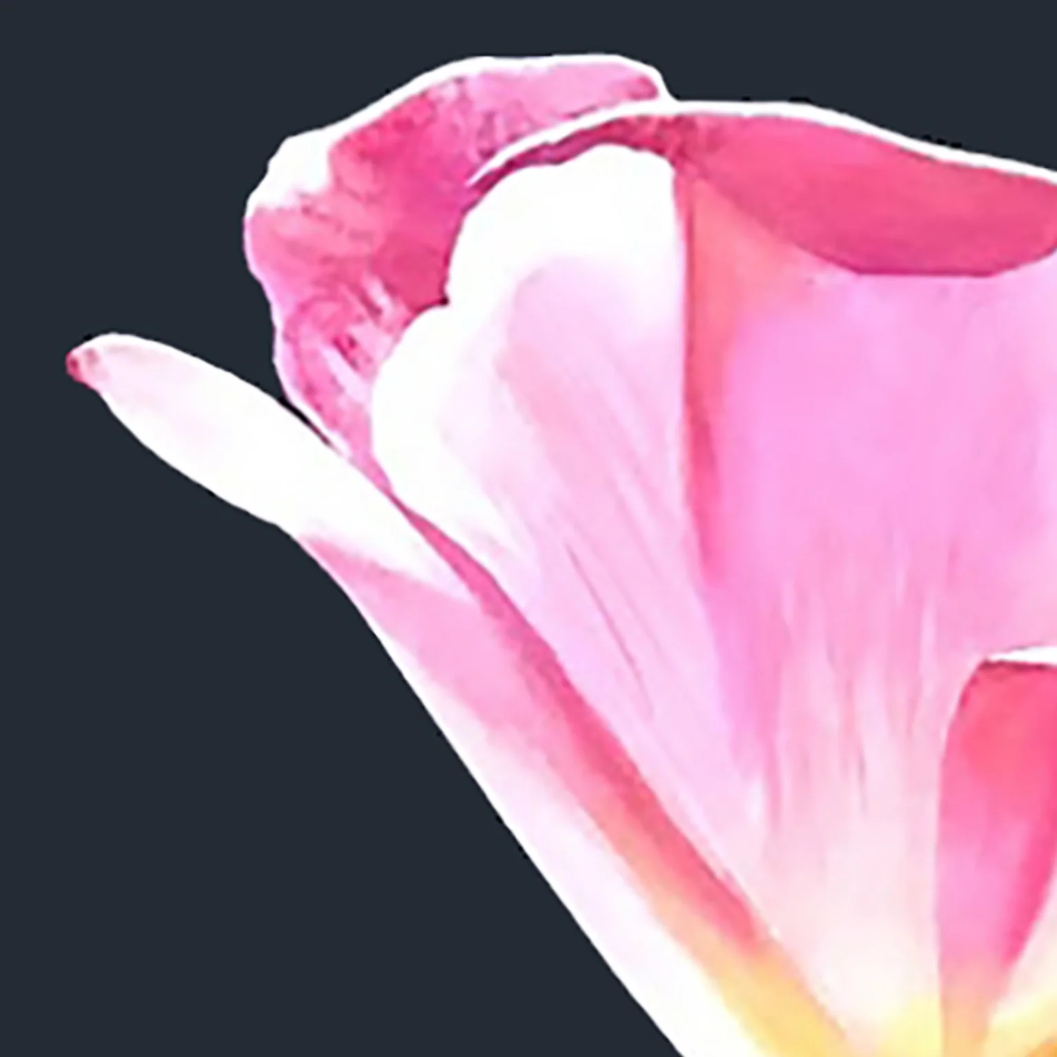 CHARLES PACHTER "PINK TULIP" ACRYLIC ON CANVAS, 2021 - Image 4
