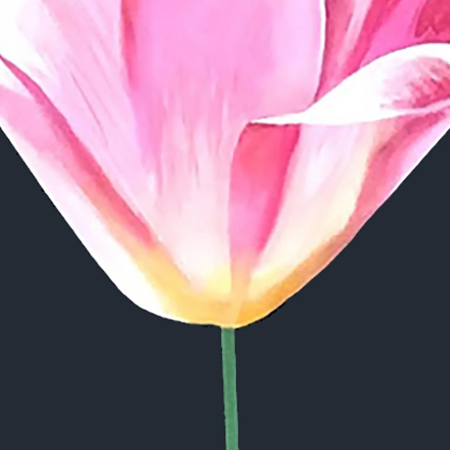 CHARLES PACHTER "PINK TULIP" ACRYLIC ON CANVAS, 2021 - Image 6