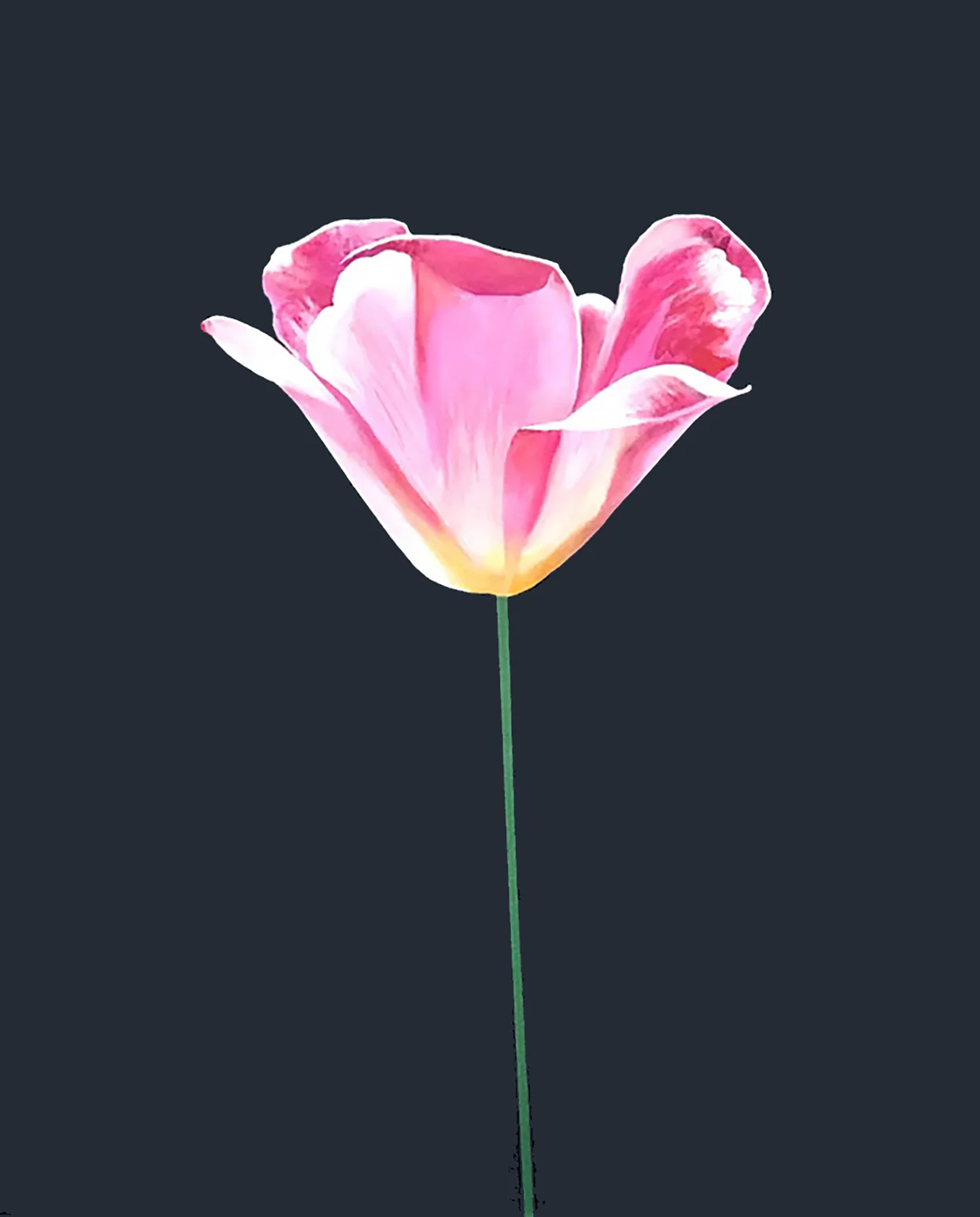CHARLES PACHTER "PINK TULIP" ACRYLIC ON CANVAS, 2021 - Image 7