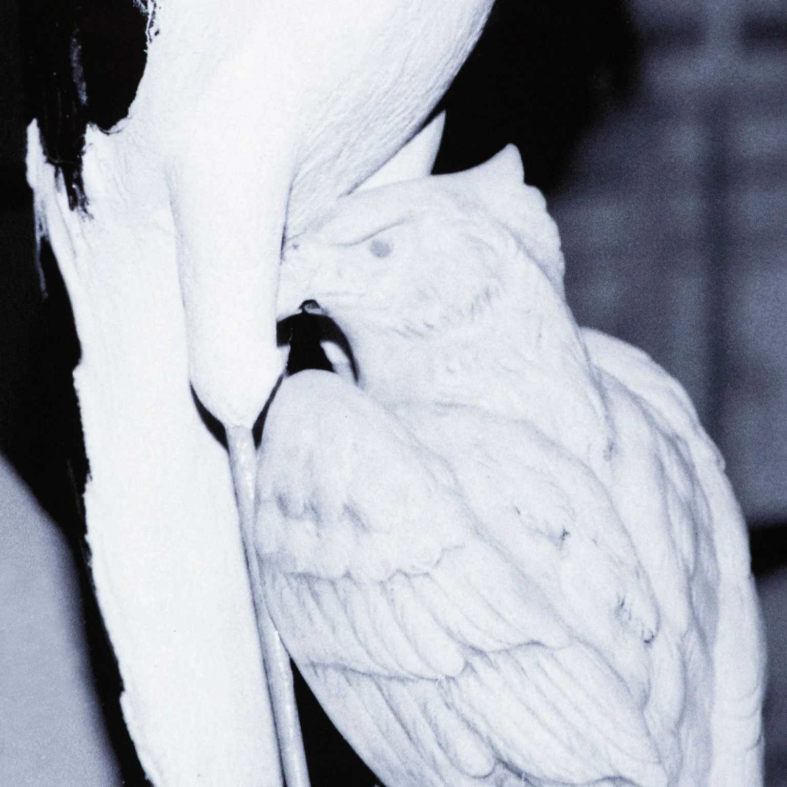 EVERGON "HERON AND HAWK" 1999 - Image 8