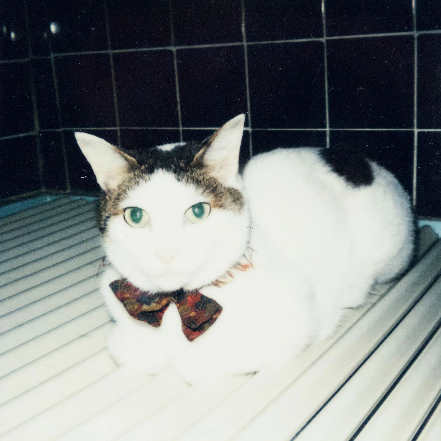 NOBUYOSHI ARAKI "CHIRO" + "TABLETOP" POLAROIDS, 2000 - Image 10