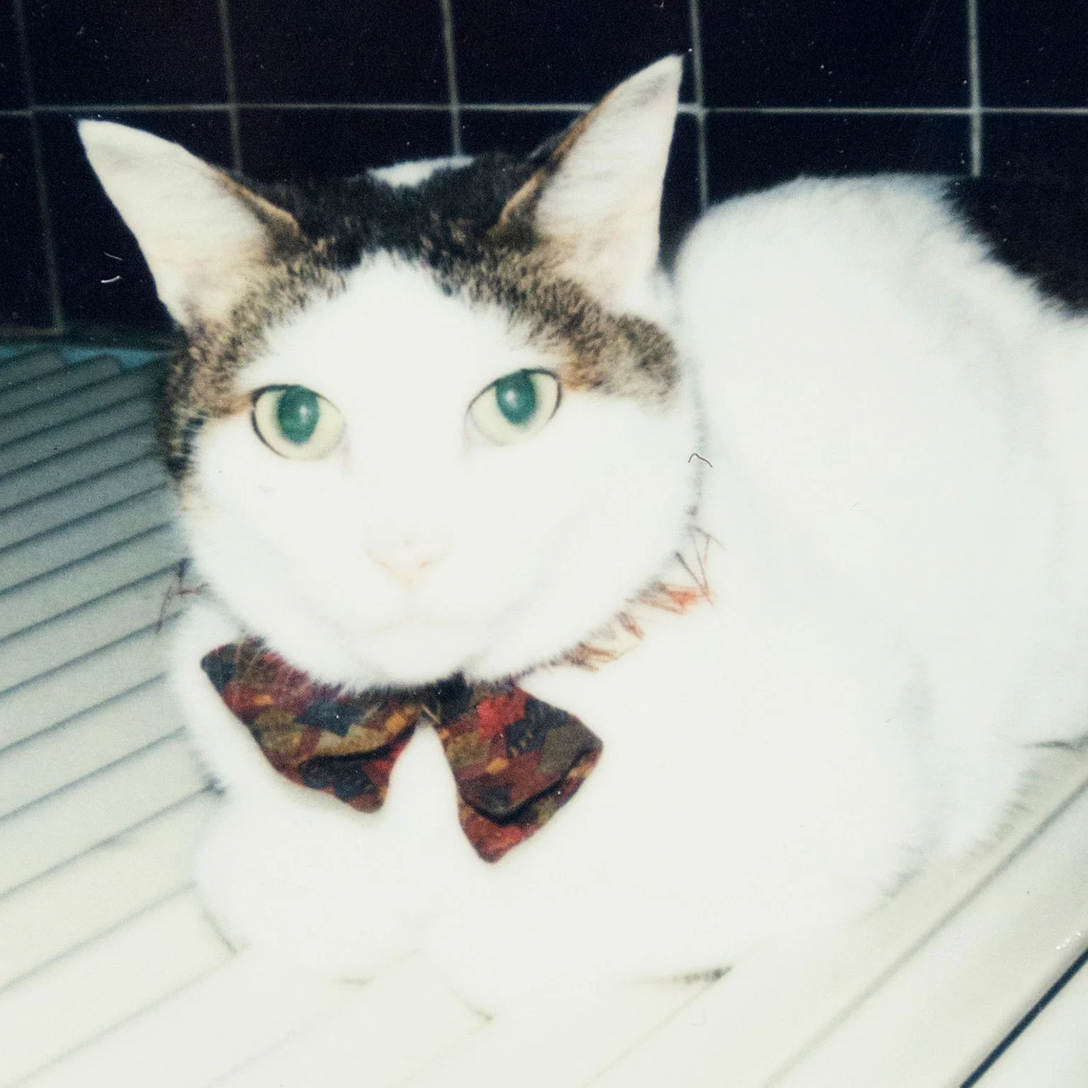 NOBUYOSHI ARAKI "CHIRO" + "TABLETOP" POLAROIDS, 2000 - Image 11