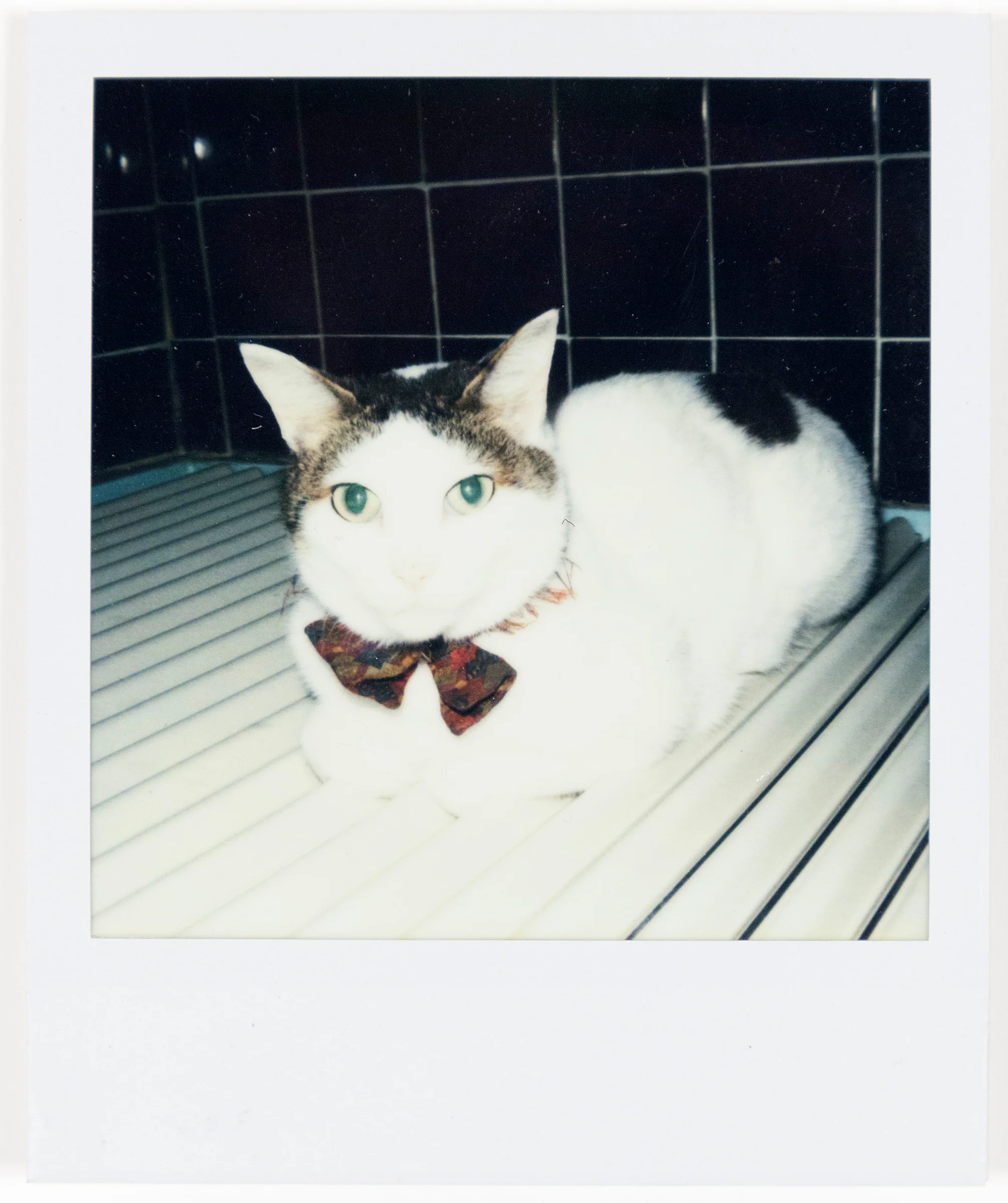NOBUYOSHI ARAKI "CHIRO" + "TABLETOP" POLAROIDS, 2000 - Image 14