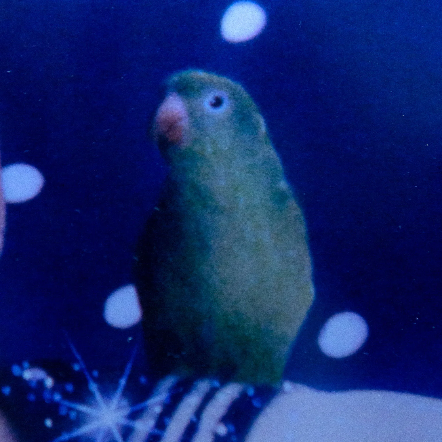 PIERRE & GILLES "AUTOPORTRAIT", 2005 - Image 8
