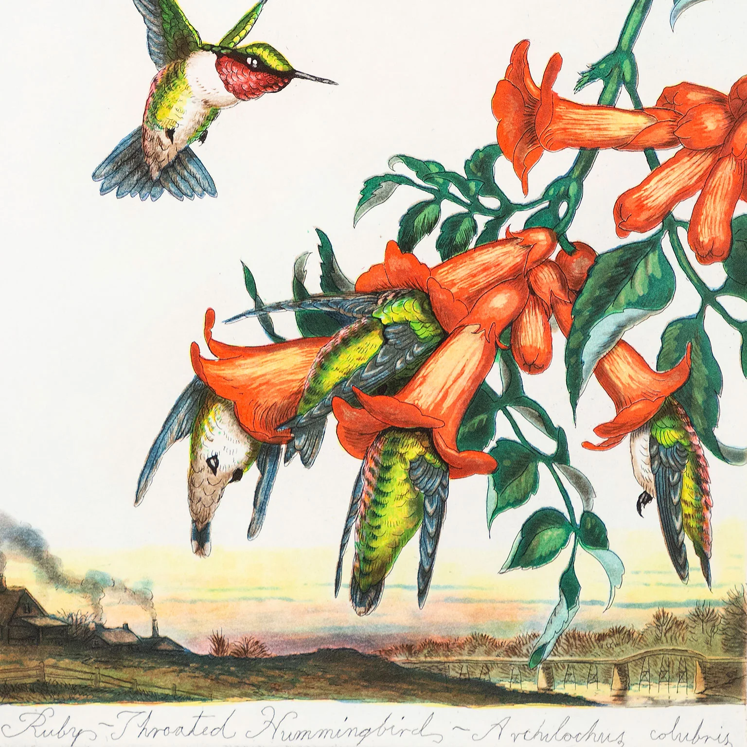 WALTON FORD "LIMED BLOSSOMS" 2007 - Image 5