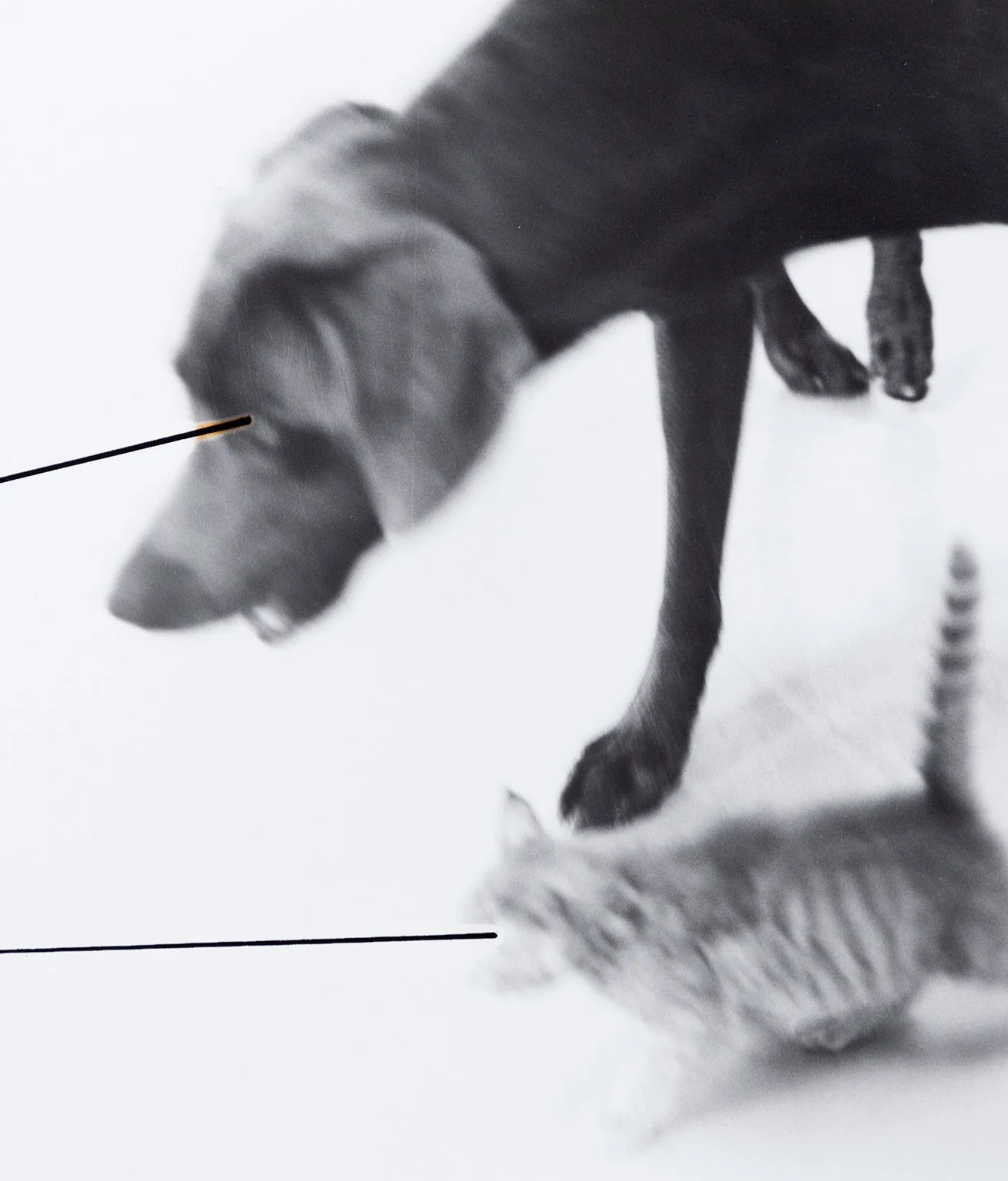 WILLIAM WEGMAN "UNTITLED" 1979