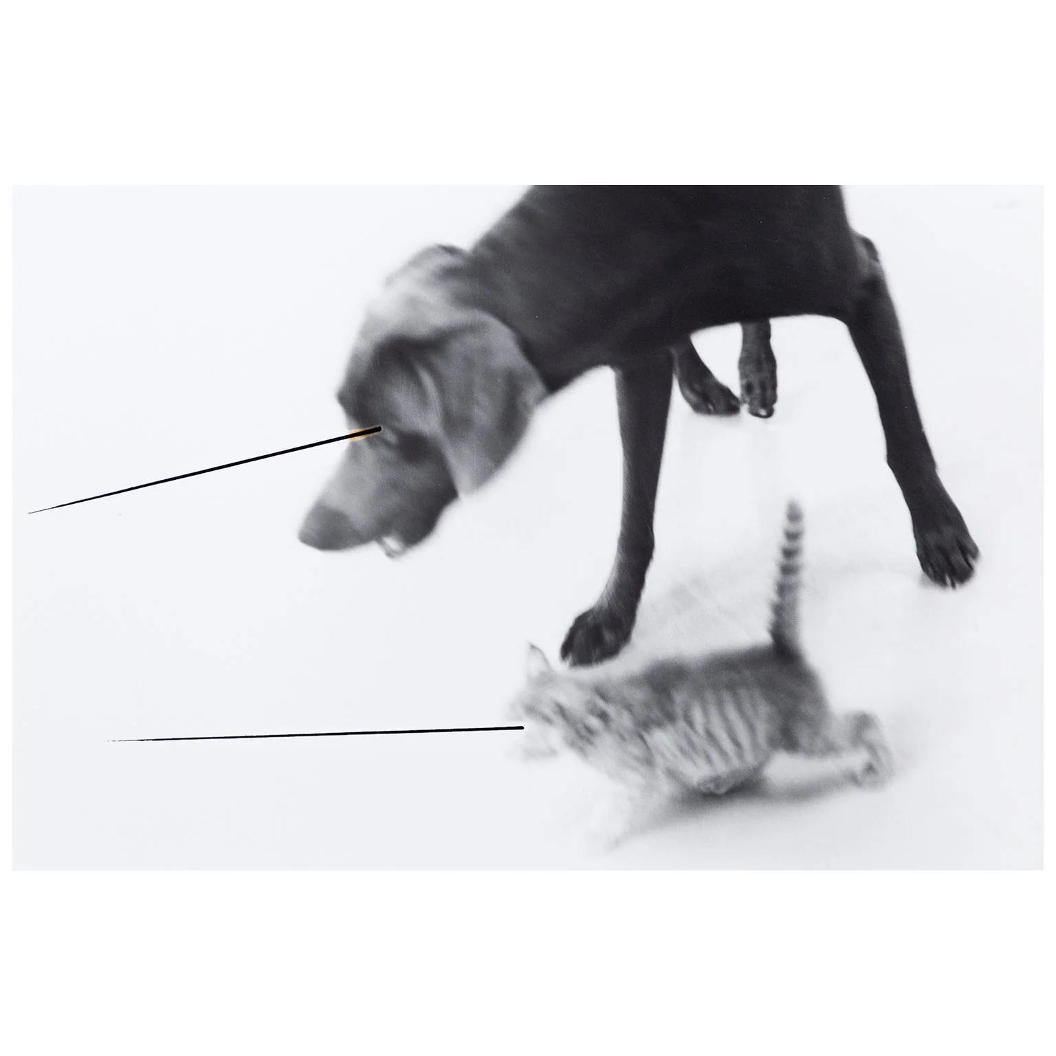 WILLIAM WEGMAN "UNTITLED" 1979 - Image 2