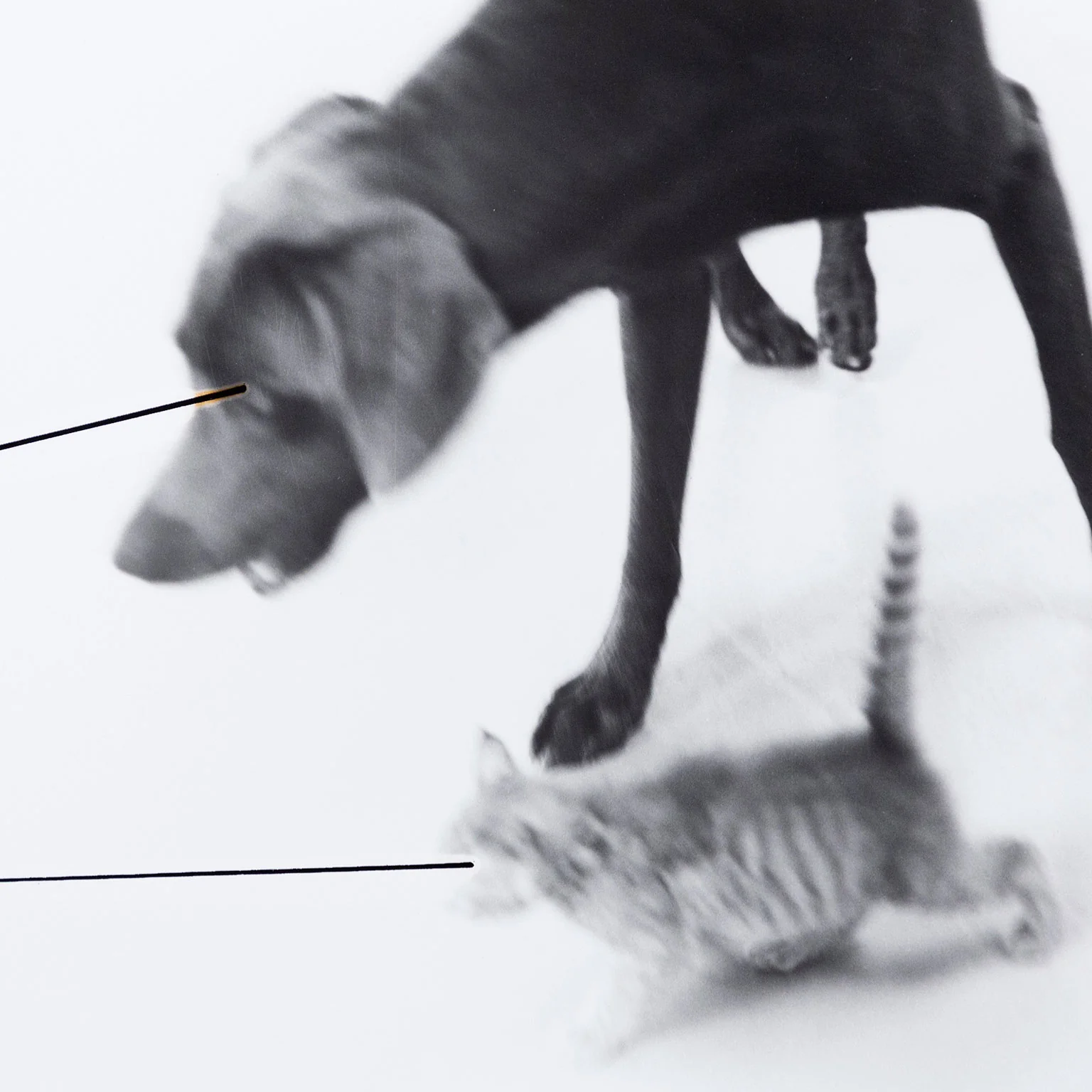 WILLIAM WEGMAN "UNTITLED" 1979 - Image 4