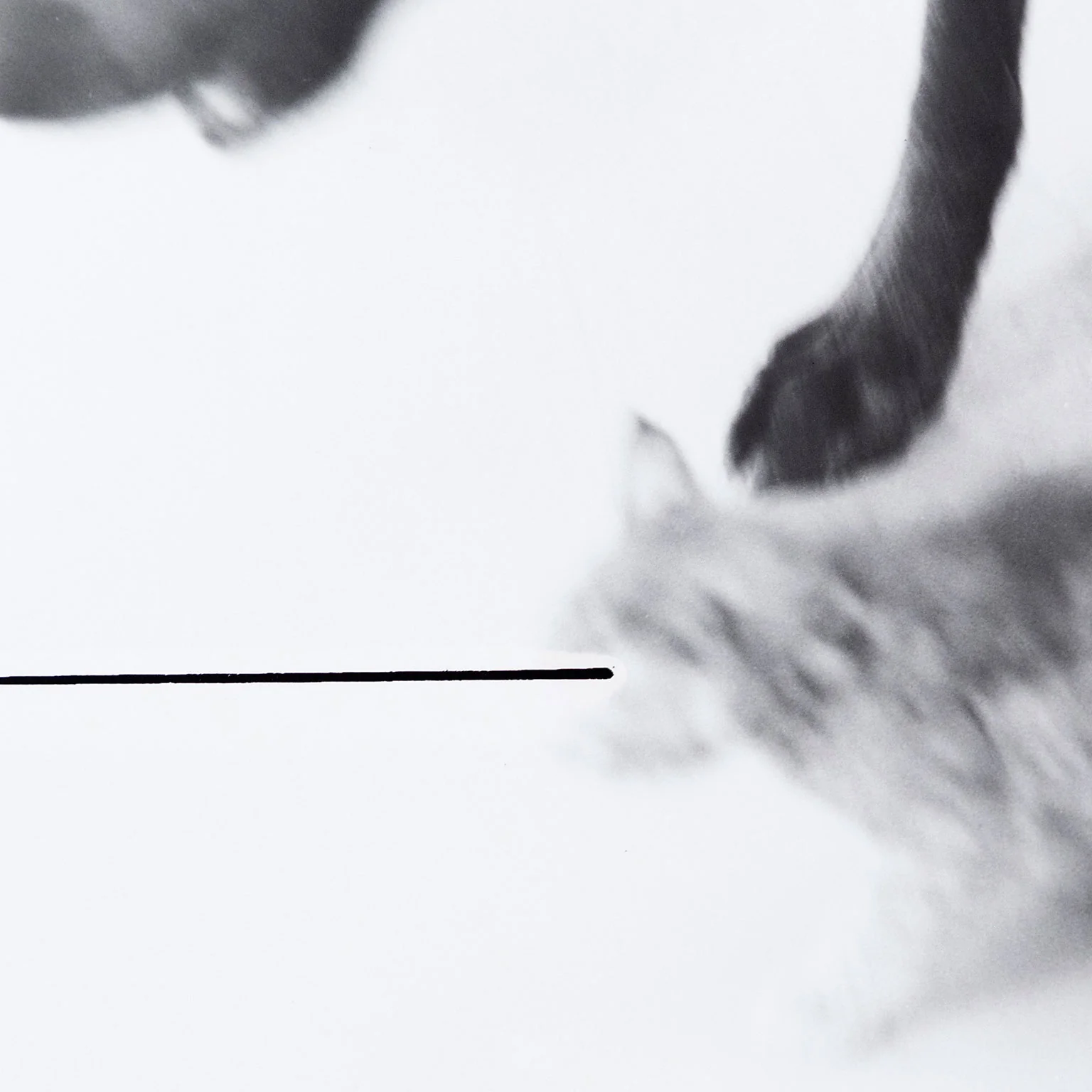 WILLIAM WEGMAN "UNTITLED" 1979 - Image 6