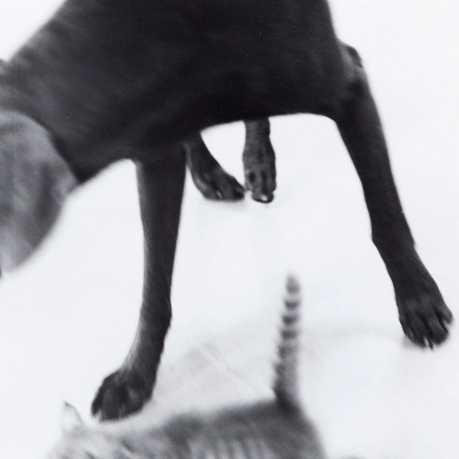 WILLIAM WEGMAN "UNTITLED" 1979 - Image 8