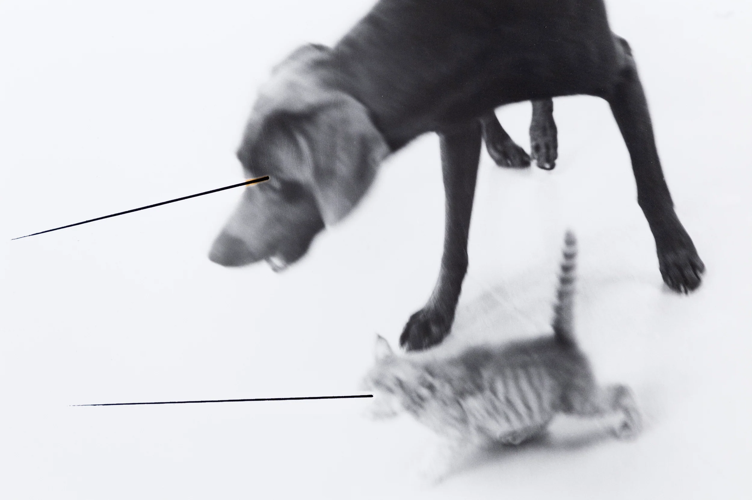 WILLIAM WEGMAN "UNTITLED" 1979 - Image 9